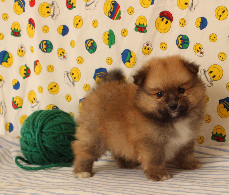 puppy, for, sale, Pomeranian, Matthew B. Stoltzfus, dog, breeder, Gap, PA, dog-breeder, puppy-for-sale, forsale, nearby, find, puppyfind, locator, puppylocator, aca